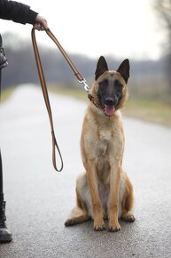 BO- malinois na predaj - 2