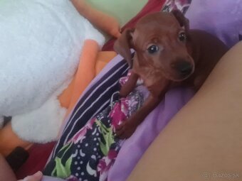 Prodám trpasličí pinč ratlík krysařík Zwergpinscher. - 2