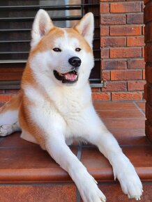 Akita Inu, krytie - 2