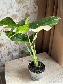 Monstera Thai Constellation - 2