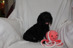 Labradoodle F1 - 2