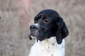 Anglický pointer, english pointer, stavač - 2