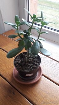 Crassula Ovata - tučnolist, Strom peňazí - 10 Eur (č. 10) - 2