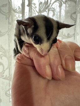 Sugar Glider(Veverička vačkovitá) - 2