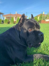 Cane Corso hladá nevestu - 2