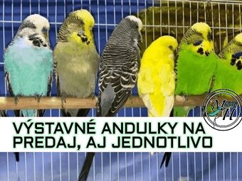 výstavné andulky - 2