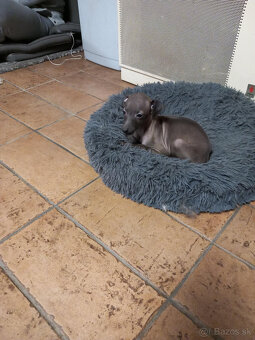 Taliansky chrtík (Italian greyhound) Piccolo Levriero - 2