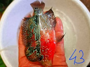 Flowerhorn Super red Dragon - 2