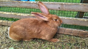Burgundský králik - 4-mesačný samec  a samica cca 4 kg - 2
