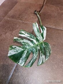 Monstera albo Variegata - odrezky aj ako darček - 2