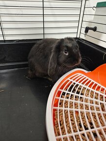 Mini lop zajačik - 2