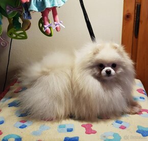 Trpasličí Špic Pomeranian pejsek s PP - 2