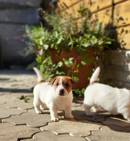 Jack russell terier s PP - 2