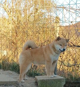 Shiba inu šteniatka - 2