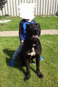 Cane corso krytie - 2