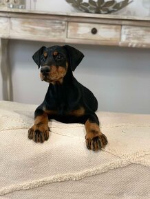 Šteniatka Doberman - 2