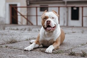 American bully xl ke krytí - 2