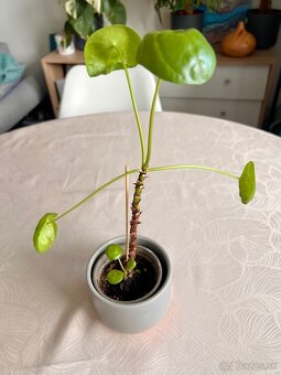 Pilea mojito, 3 rastliny v 1 - 2