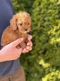 Cavapoo - 2