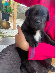 Cane corso bez PP -šteniatka - 2