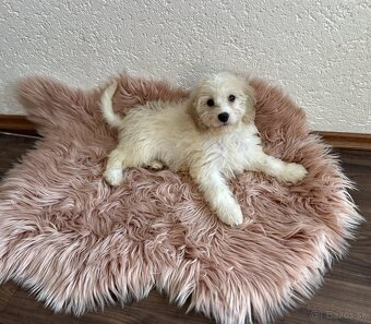 Cavapoo - 2