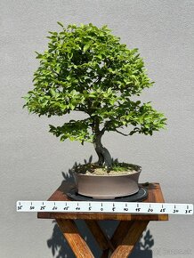 Bonsai Hrab - 2