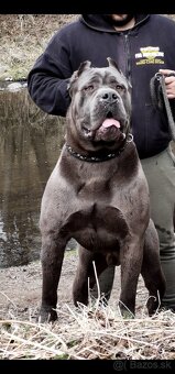 Cane Corso s PP FCI - 2