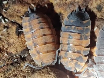 Predám isopody Porcellio scaber "Lava" - 2