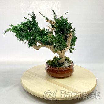 Machový bonsai Borievka - 2