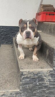 American bully - 2