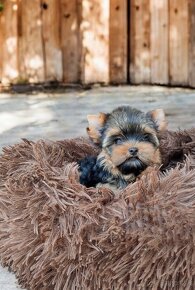 Yorkshire terrier - sučka s PP - 2