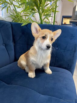 Welsh corgi pembroke - 2