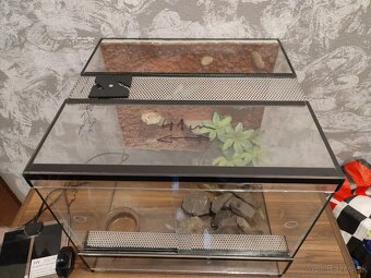 Terarium - 2