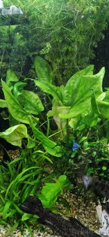 Cryptocoryne pontederiifolia - 2