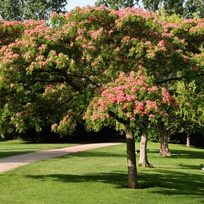 Albizia vyska 1 m - 2