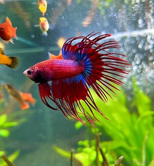 Betta Splendens Crow - 2