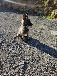 Predam belgického ovčiaka malinois - 2