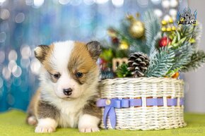 Welsh Corgi Pembroke (Alona Aleant - Facebook) - 2