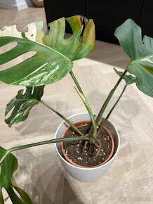 Monstera albo - 2