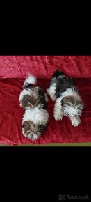 Psíky shi-tzu,shih-tzu krásne štéňata odberu - 2