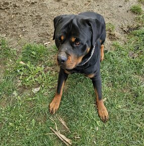 Rotvajler pes na krytie ,rotweiler - 2