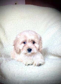 Cavapoo - 2