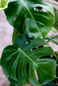 Monstera - 2