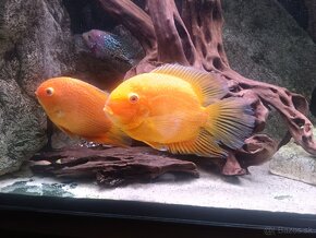 Heros severum Red spotted - 2