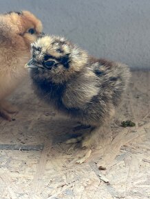 Kuriatka HODVÁBNIČKY, ARAUCANA, PADUAN - 2