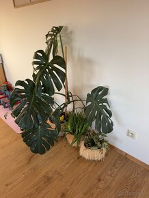 Predam krásnu Monsteru Monstera - 2