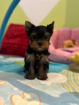 Yorkshire terrier mini, york - 2