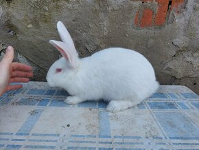Predám králiky domáce - hyla - 2