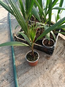 Washingtonia Robusta - 2