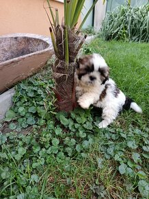 Shitzu, shih-tzu, Shitzu, Shicu, shihtzu - 2